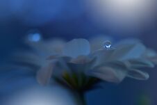 Beautiful Nature Background.Abstract Wallpaper.Celebration, Love.Holidays.White Background.Blue Color.Artistic Flowers.Art Design. Stock Image