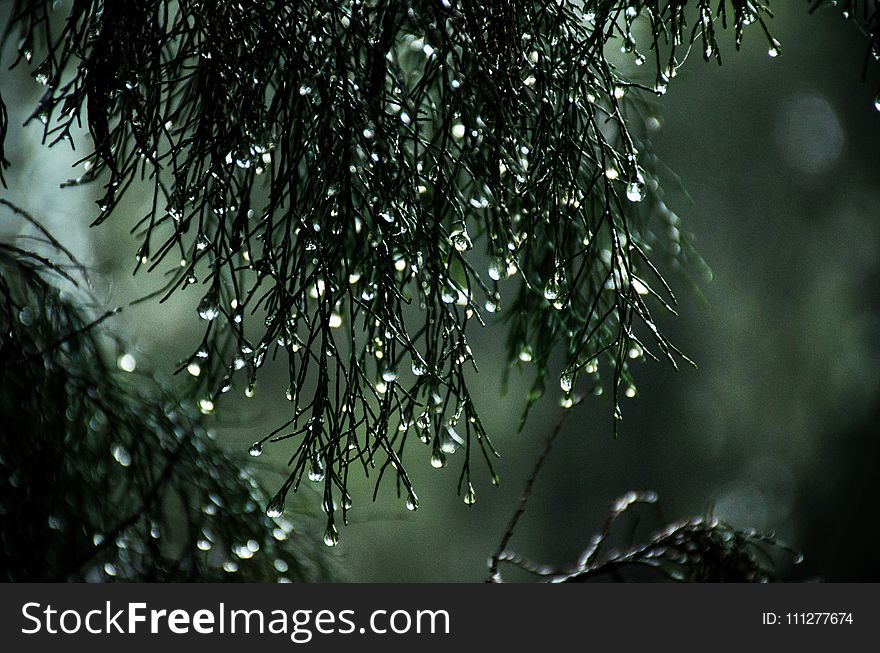 Close-Up Photography of Wet Leaves