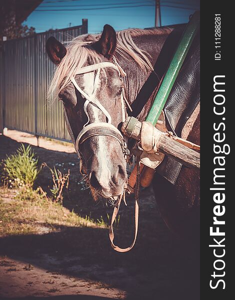 Rural portrait of a horse in harness, sunny summer day, vintage. Rural portrait of a horse in harness, sunny summer day, vintage.