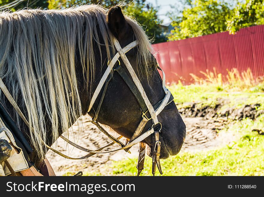 Portrait Of Harnessed Horse