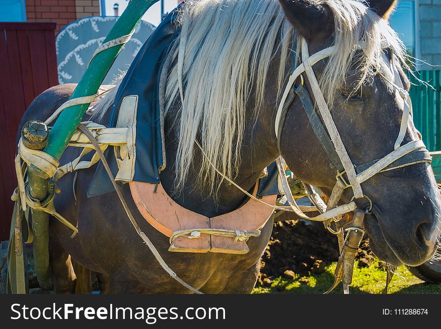 Rural portrait of a horse in harness, sunny summer day. Rural portrait of a horse in harness, sunny summer day.
