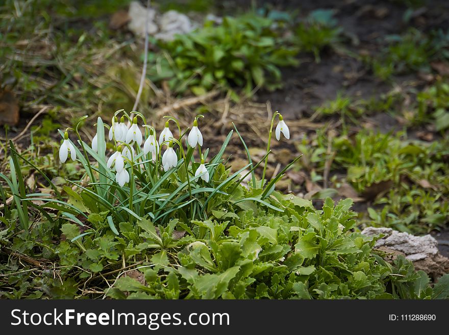 First spring flowers white snowdrops blooming in the garden. First spring flowers white snowdrops blooming in the garden.