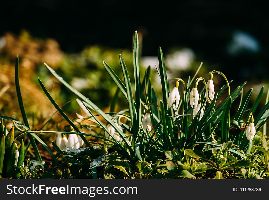 First spring flowers white snowdrops blooming in the garden. First spring flowers white snowdrops blooming in the garden.