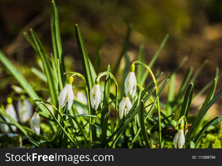 First spring flowers white snowdrops blooming in the garden. First spring flowers white snowdrops blooming in the garden.