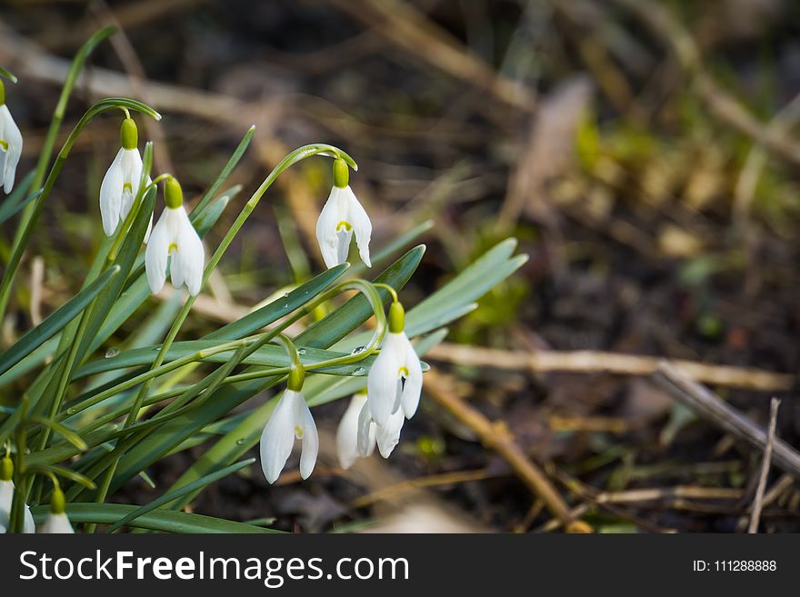 Snowdrops In The Garden