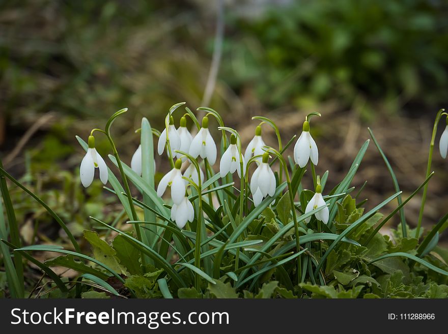 First spring flowers white snowdrops blooming in the garden. First spring flowers white snowdrops blooming in the garden.