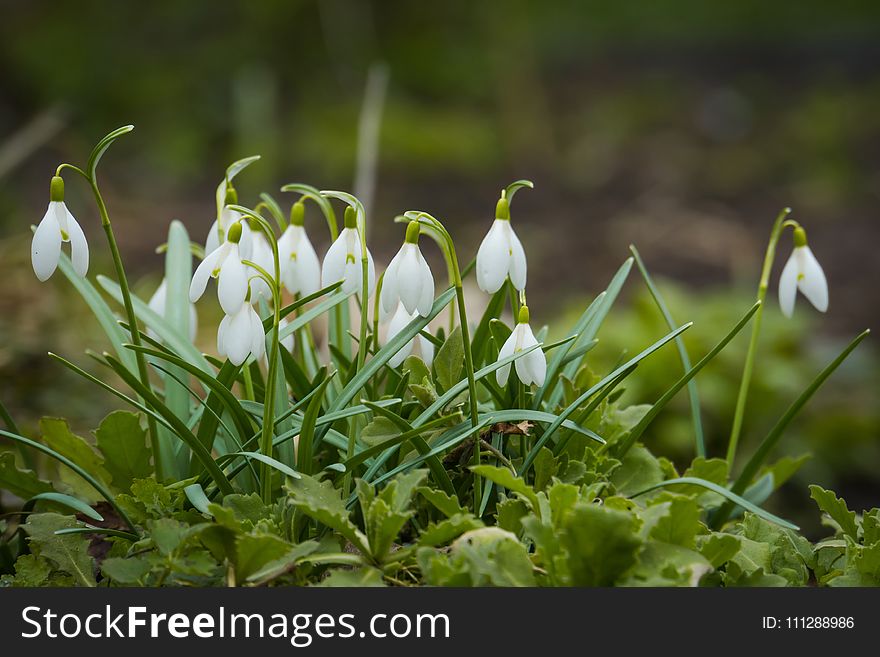 Snowdrops In The Garden