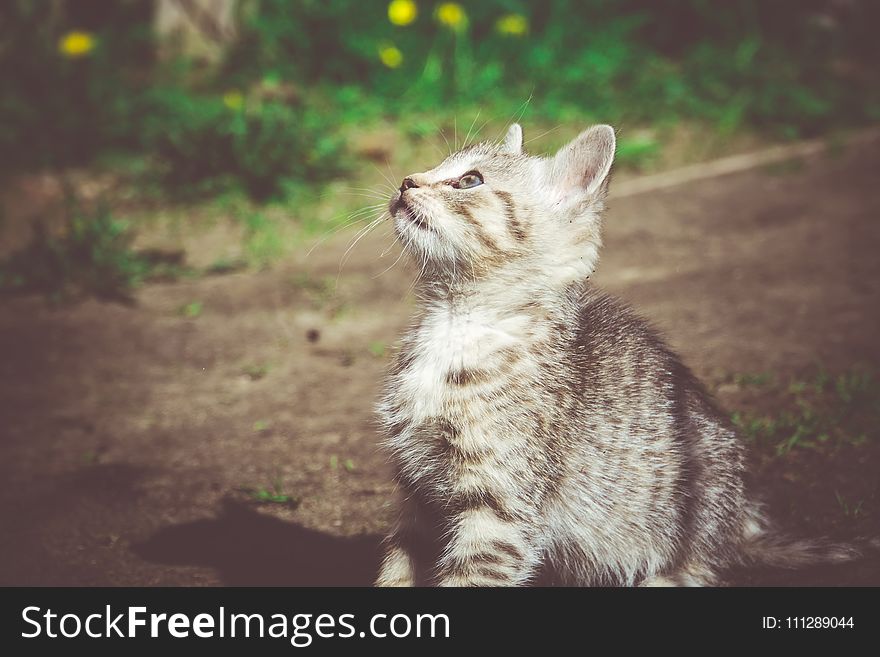 Cute grey striped kitten playing outdoor at the sunny day, vintage. Cute grey striped kitten playing outdoor at the sunny day, vintage.