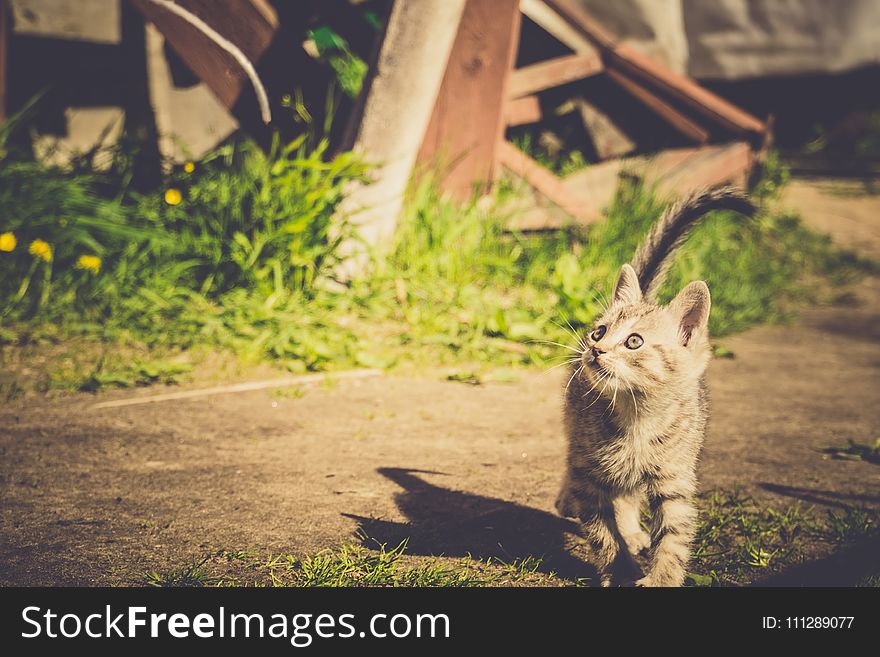 Cute grey striped kitten playing outdoor at the sunny day, vintage. Cute grey striped kitten playing outdoor at the sunny day, vintage.
