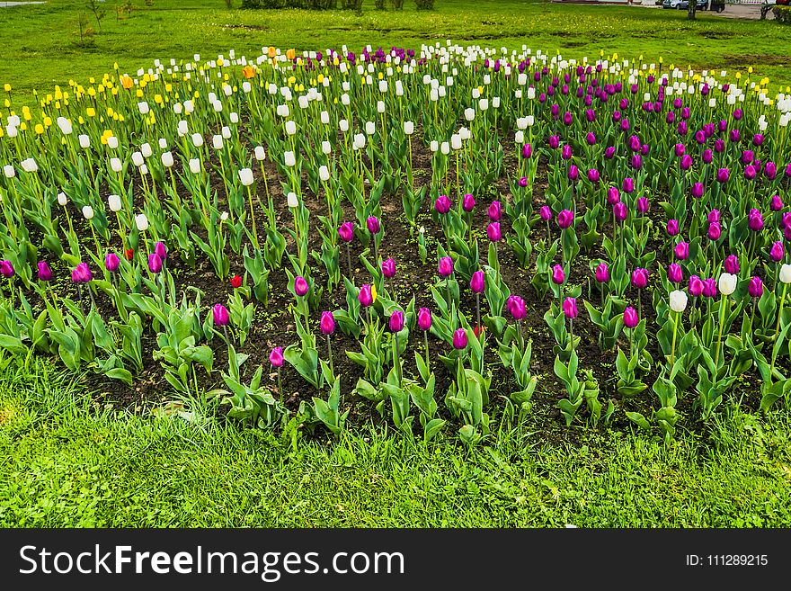 Bright tulips blooming, spring flowers in the flowerbed, city streets decoration. Bright tulips blooming, spring flowers in the flowerbed, city streets decoration.