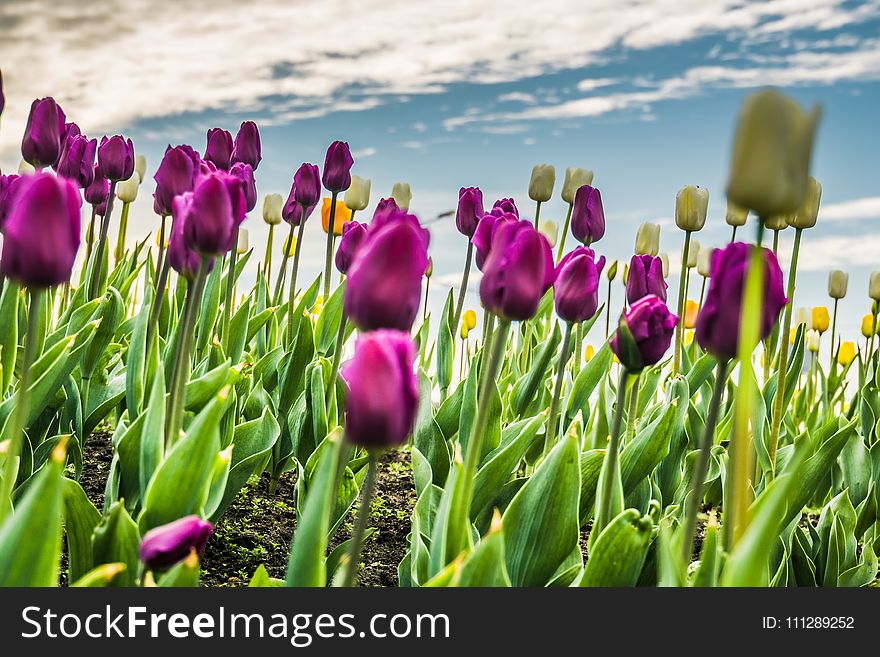 Bright tulips blooming, spring flowers in the flowerbed, city streets decoration. Bright tulips blooming, spring flowers in the flowerbed, city streets decoration.