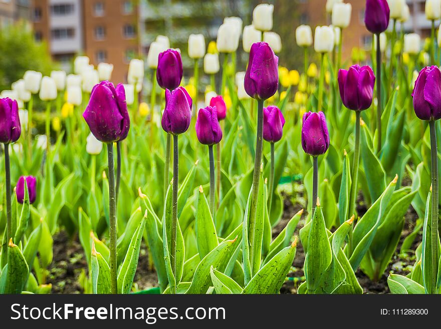 Bright tulips blooming, spring flowers in the flowerbed, city streets decoration. Bright tulips blooming, spring flowers in the flowerbed, city streets decoration.