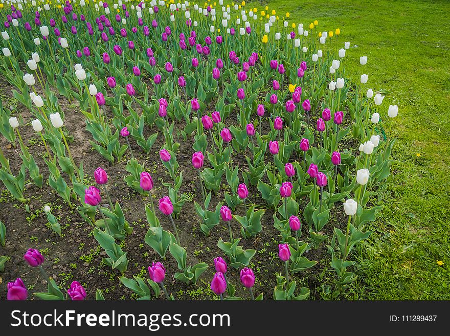 Bright tulips blooming, spring flowers in the flowerbed, city streets decoration. Bright tulips blooming, spring flowers in the flowerbed, city streets decoration.