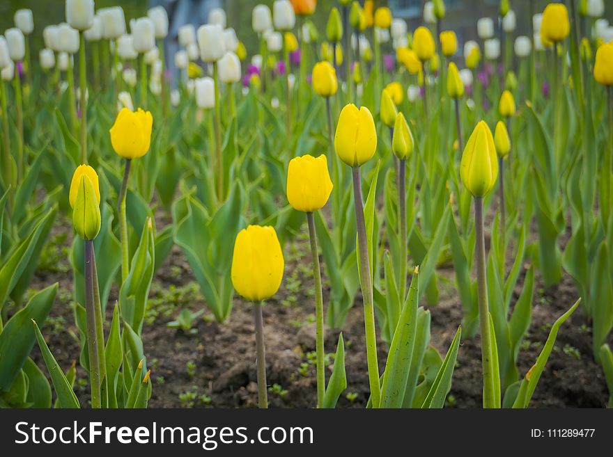 Bright tulips blooming, spring flowers in the flowerbed, city streets decoration. Bright tulips blooming, spring flowers in the flowerbed, city streets decoration.