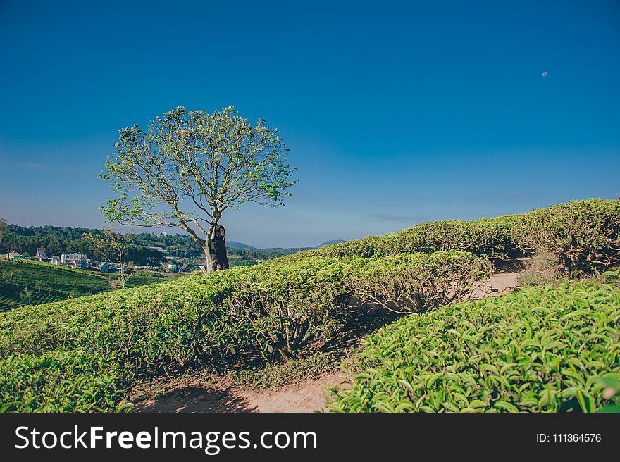 Landscape Photography of Green Tree