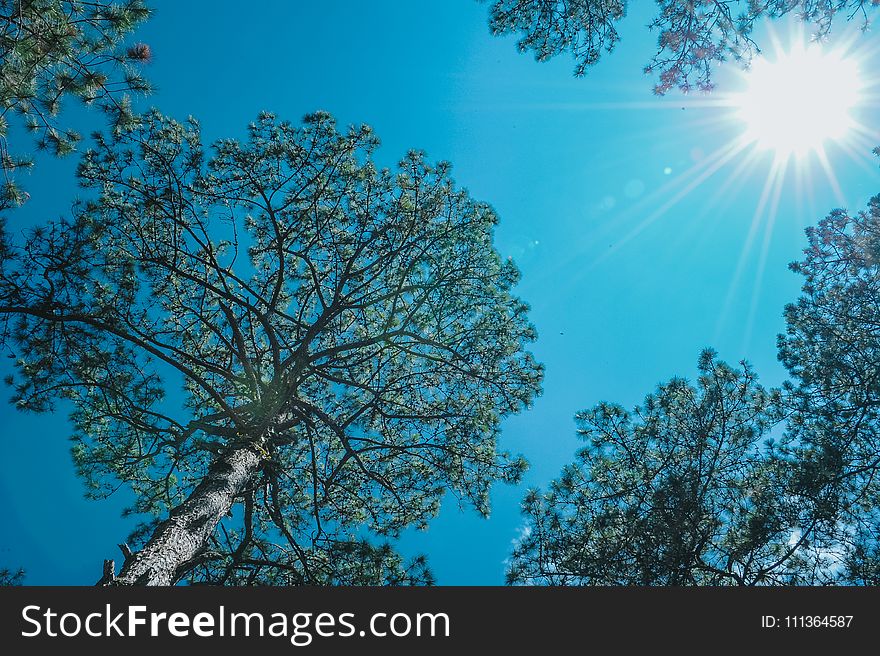 Trees Under the Sun