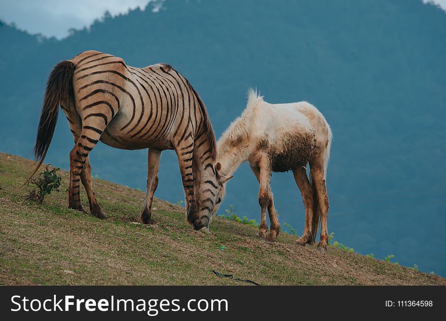 Brown and Black Zebra Beside White Horse