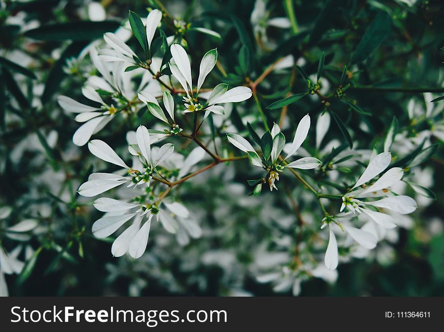 Selective Focus Photo of White Petaled Flowers