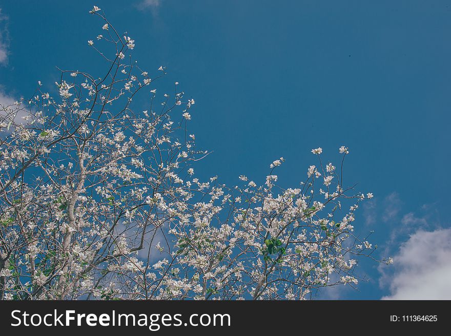 White Flowering Tree Low-angle Photo at Daytime