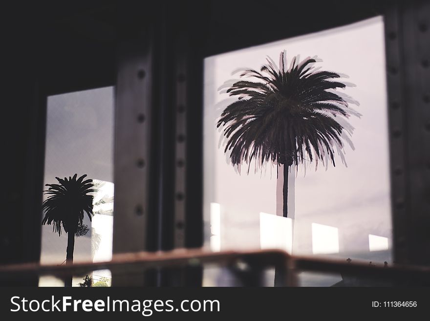 Silhouette Photo Of Two Palm Trees