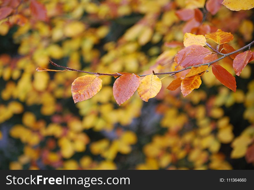 Brown And Yellow Leaves On Focus Photo