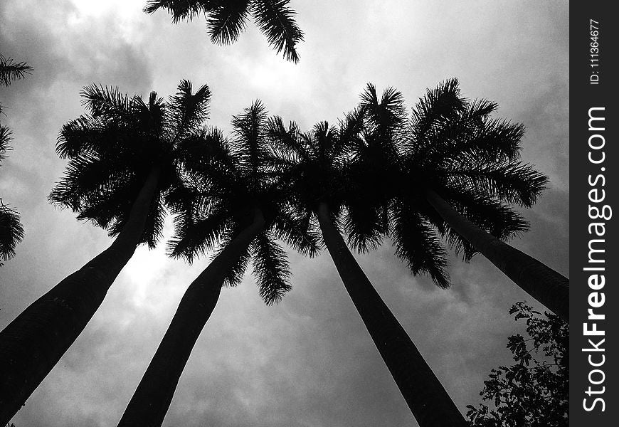 Low Angle Photography Of Palm Trees