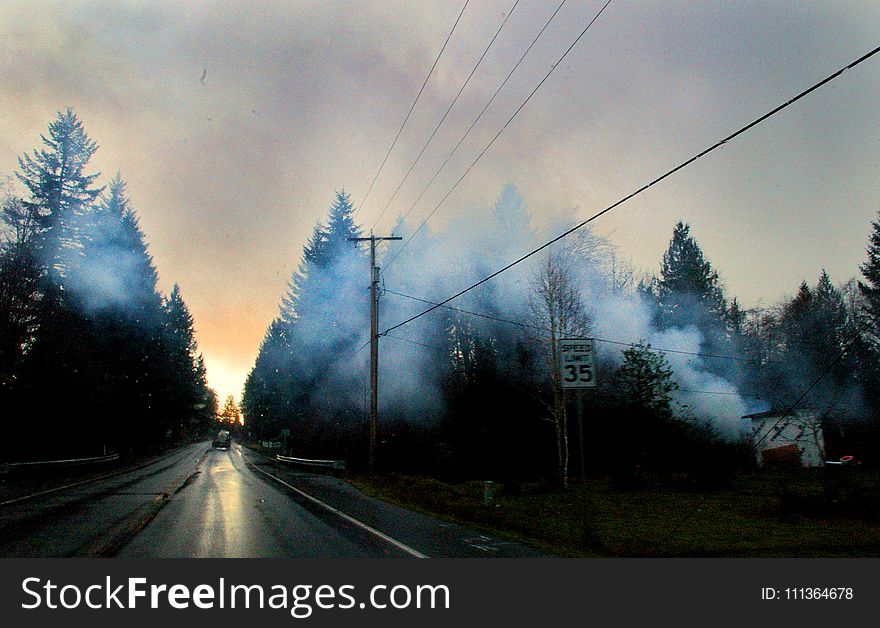 Roads Surrounded With Trees