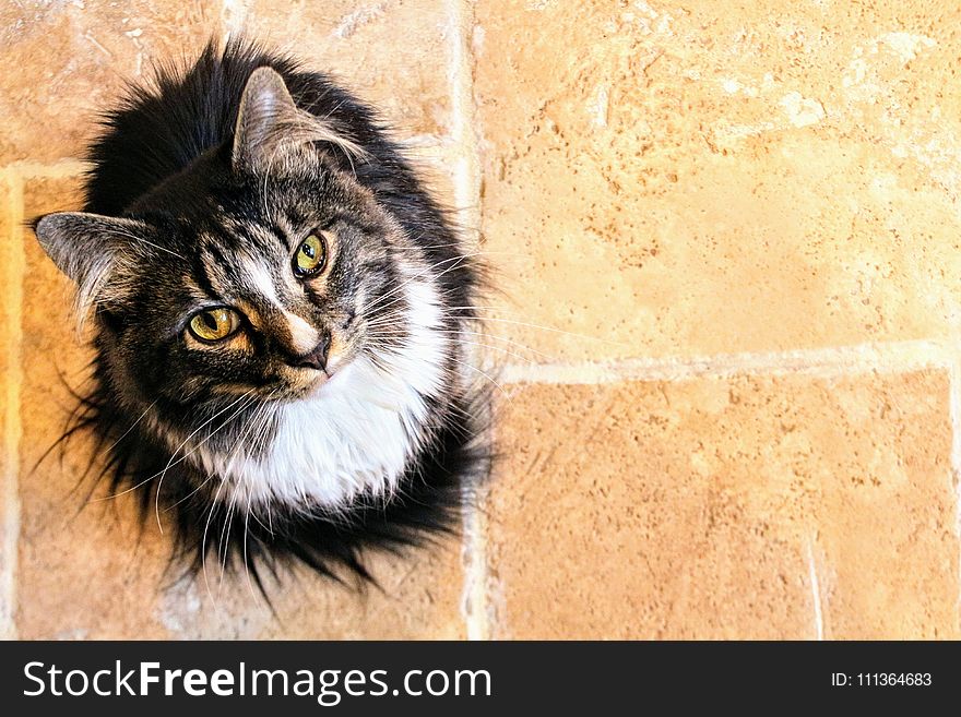 Black and White Maine Coon Cat