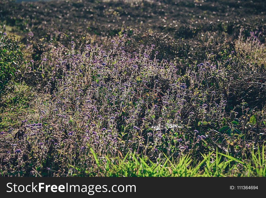 Purple Flower Field at Daytime