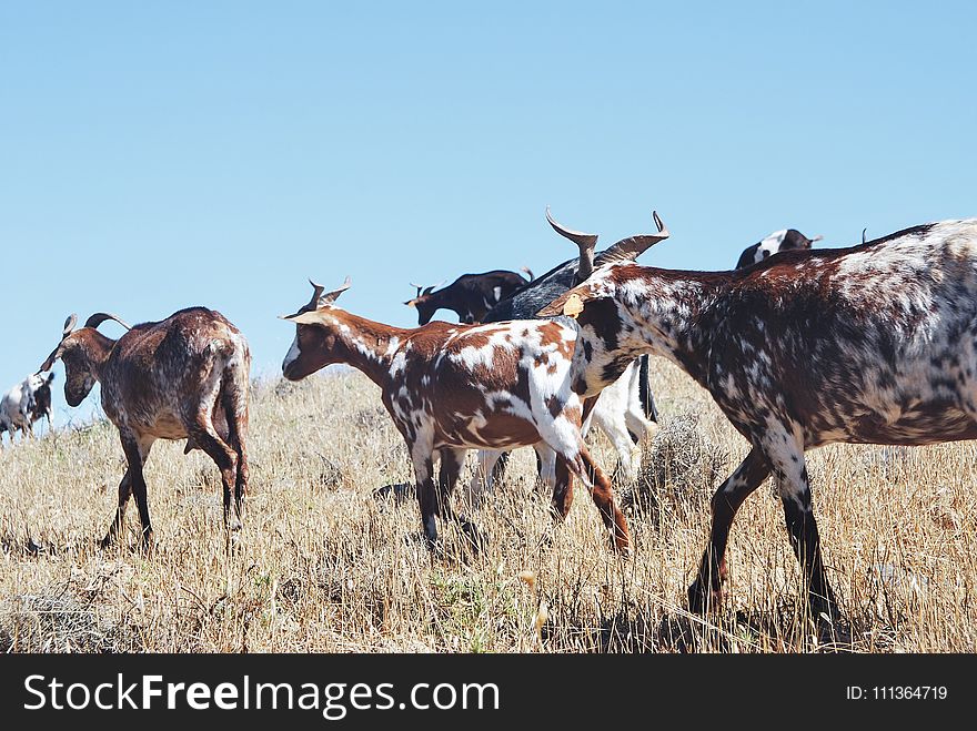 Herd of Goat on Grass Field