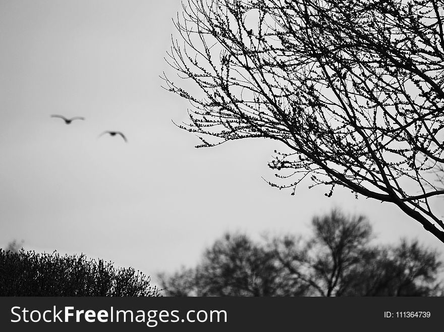 Silhouette of The Trees