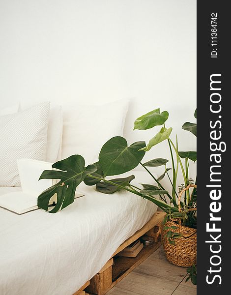 Green Leaf Plant in Brown Pot Inside Room