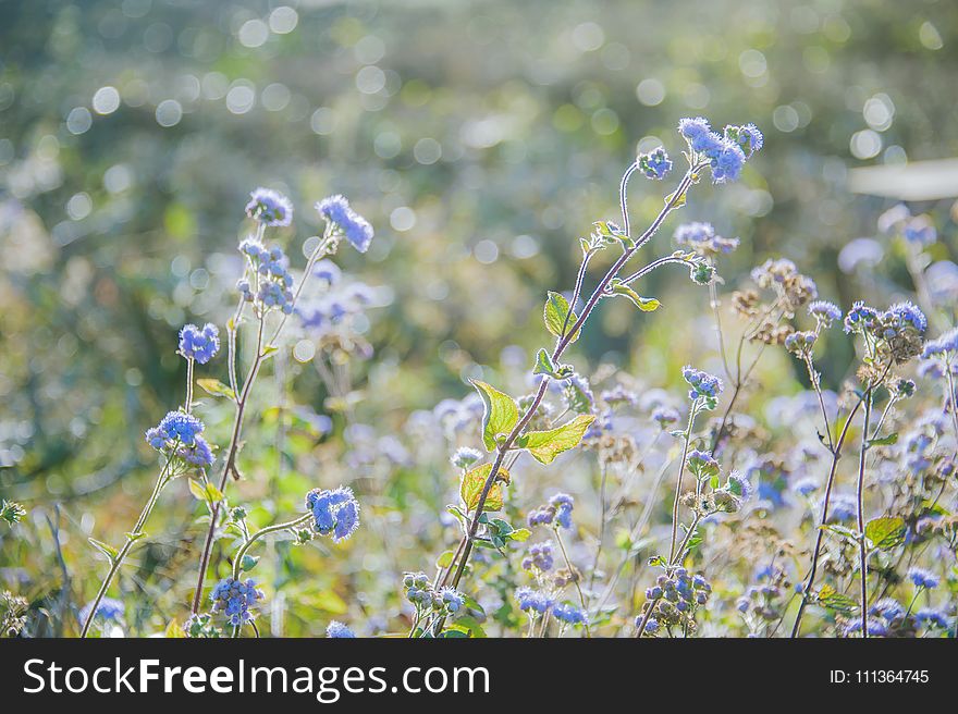 Selective Focus Photography of Blue Ageratum Flowers