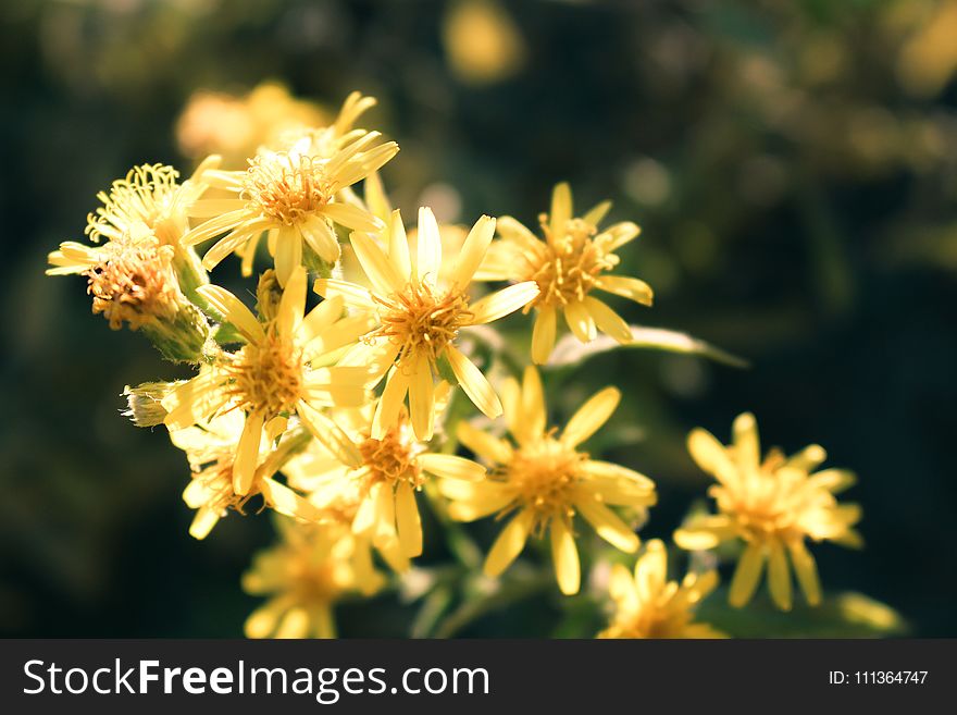 Close-Up Photo of Yellow Petaled Flowers