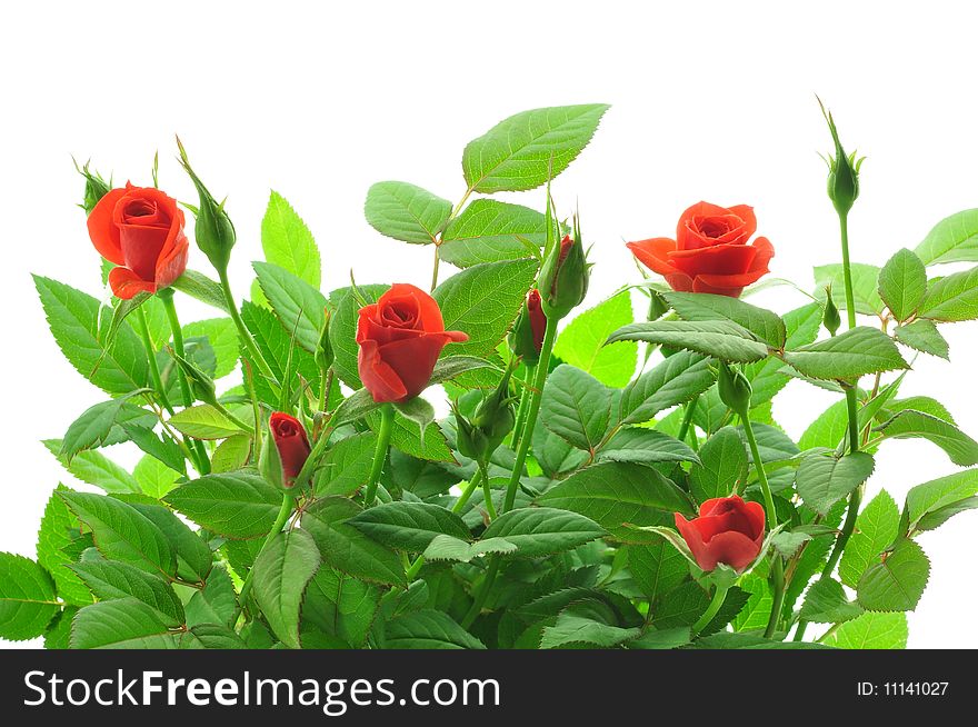 Red Roses on white background