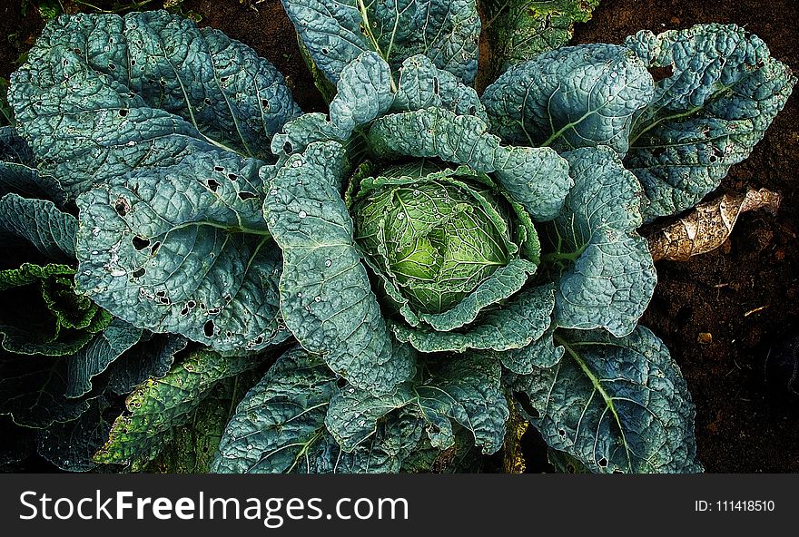 Leaf, Leaf Vegetable, Savoy Cabbage, Cabbage