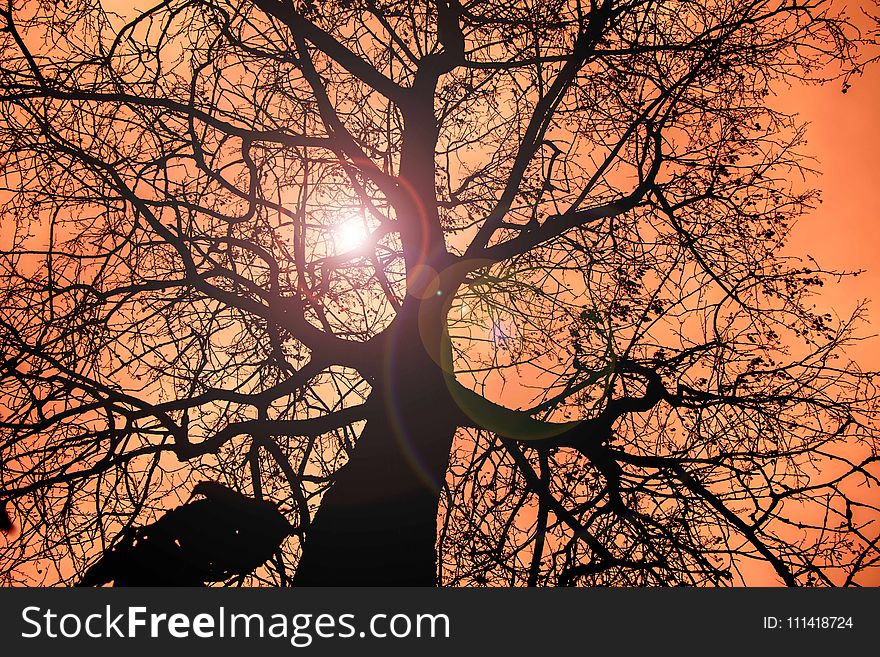 Branch, Sky, Tree, Woody Plant