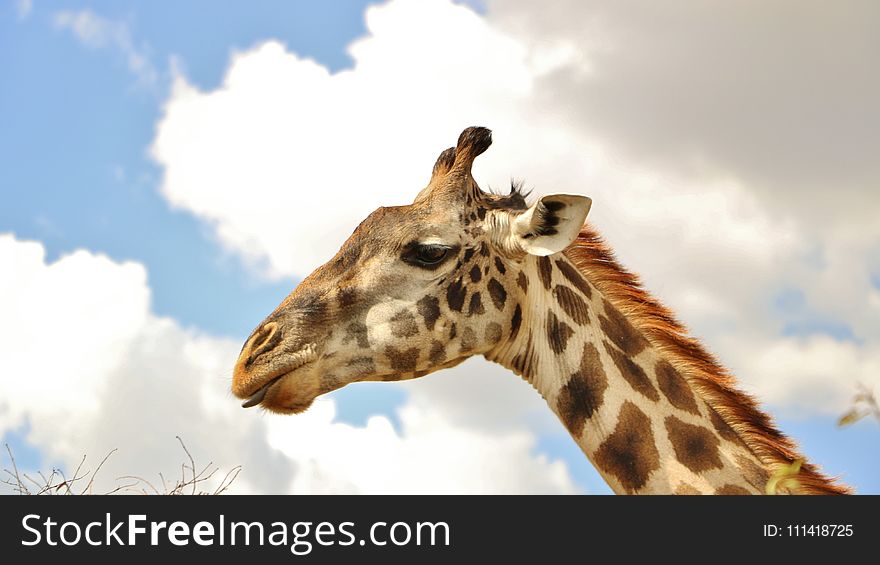 Giraffe, Terrestrial Animal, Wildlife, Giraffidae