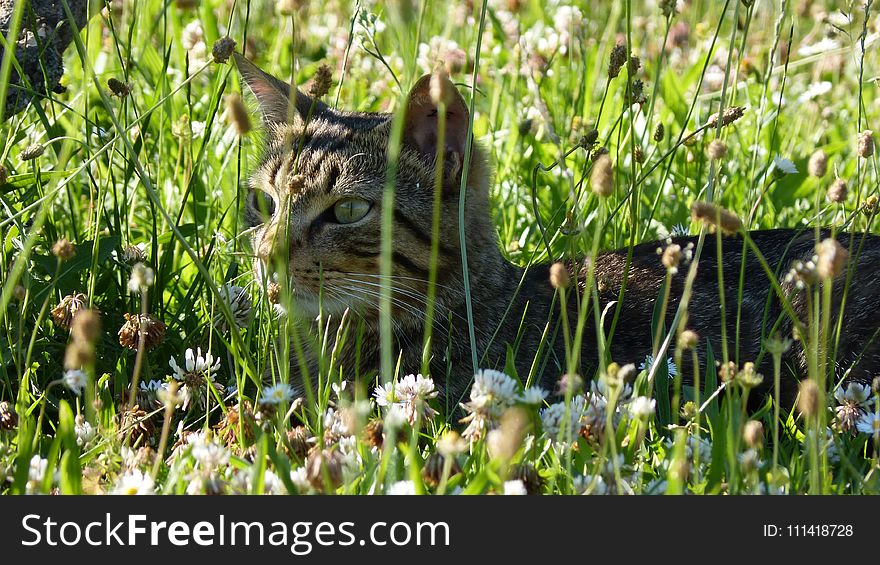 Grass, Wildlife, Mammal, Fauna