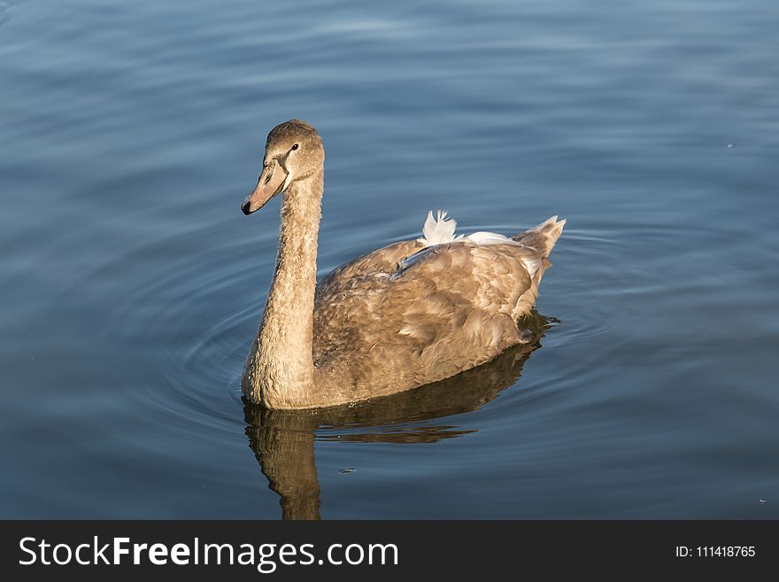 Bird, Water Bird, Fauna, Ducks Geese And Swans