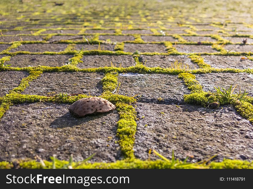 Grass, Field, Soil, Rock