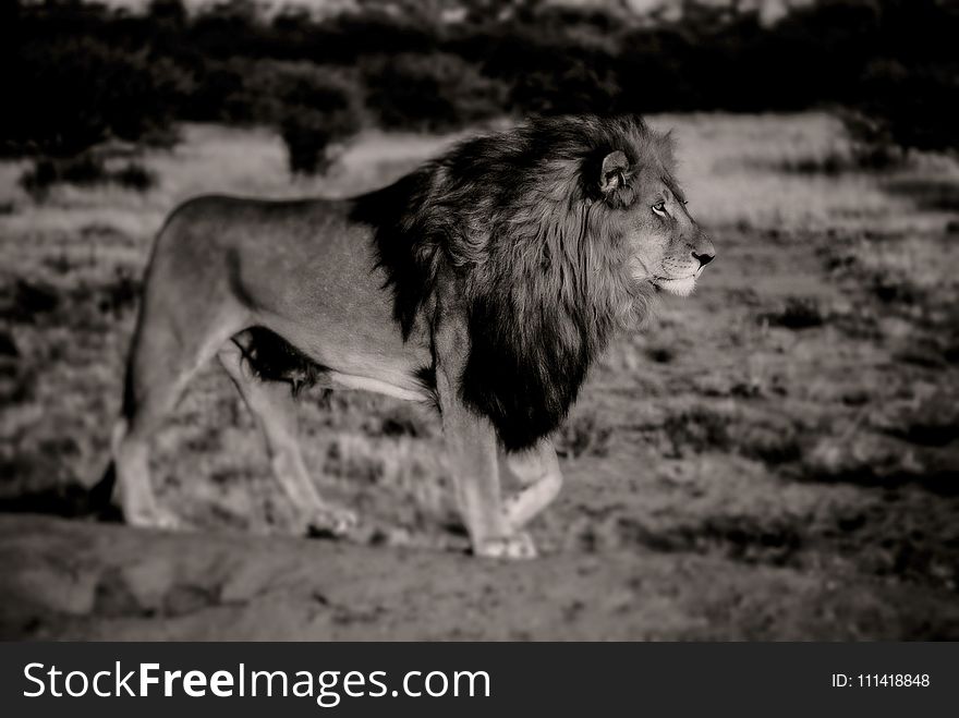Wildlife, Black And White, Mammal, Lion