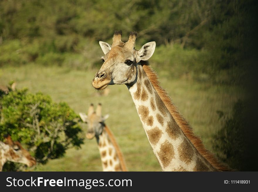 Giraffe, Wildlife, Terrestrial Animal, Giraffidae