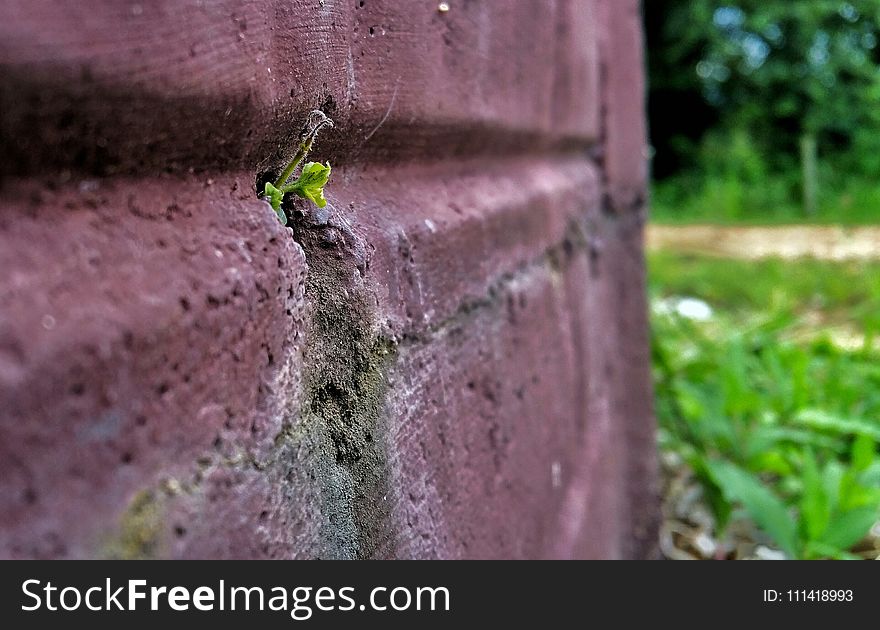 Grass, Leaf, Soil, Tree