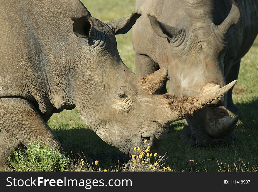Wildlife, Rhinoceros, Terrestrial Animal, Horn