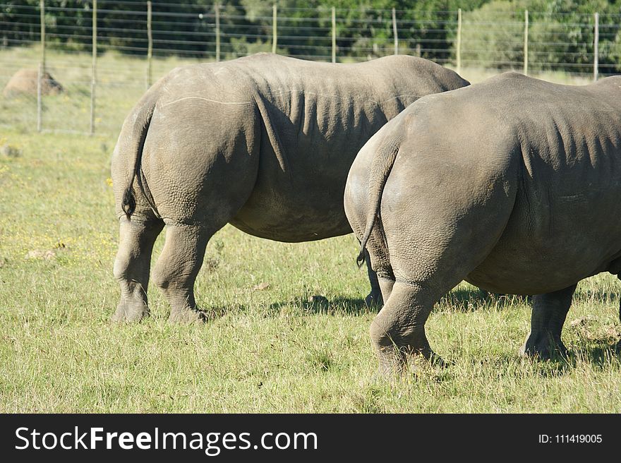 Terrestrial Animal, Grassland, Rhinoceros, Wildlife