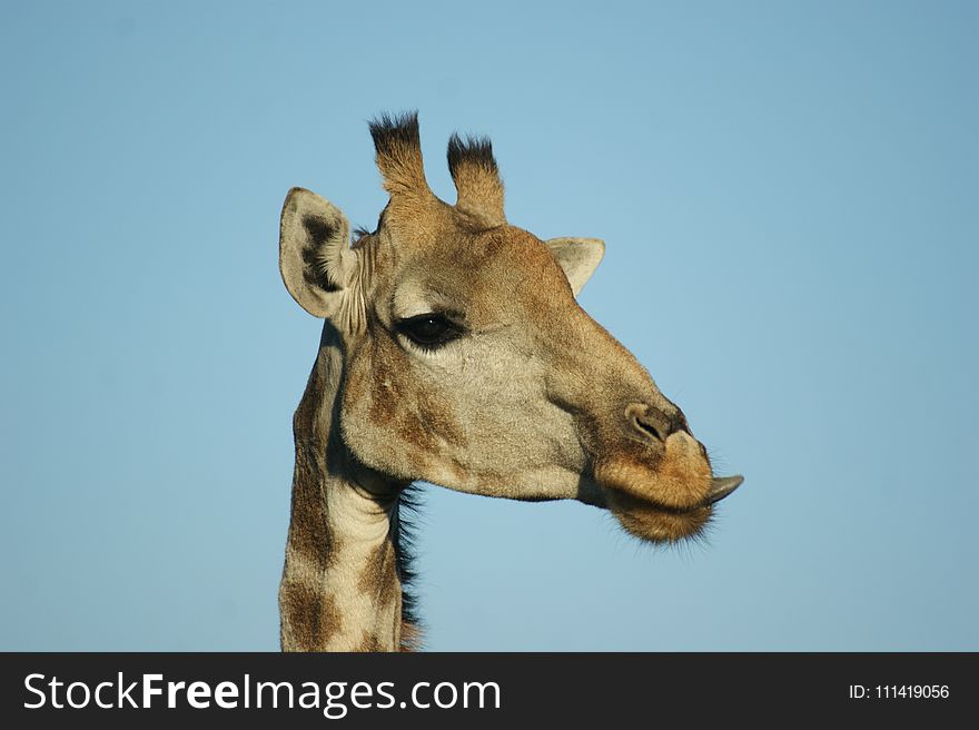 Giraffe, Wildlife, Terrestrial Animal, Giraffidae