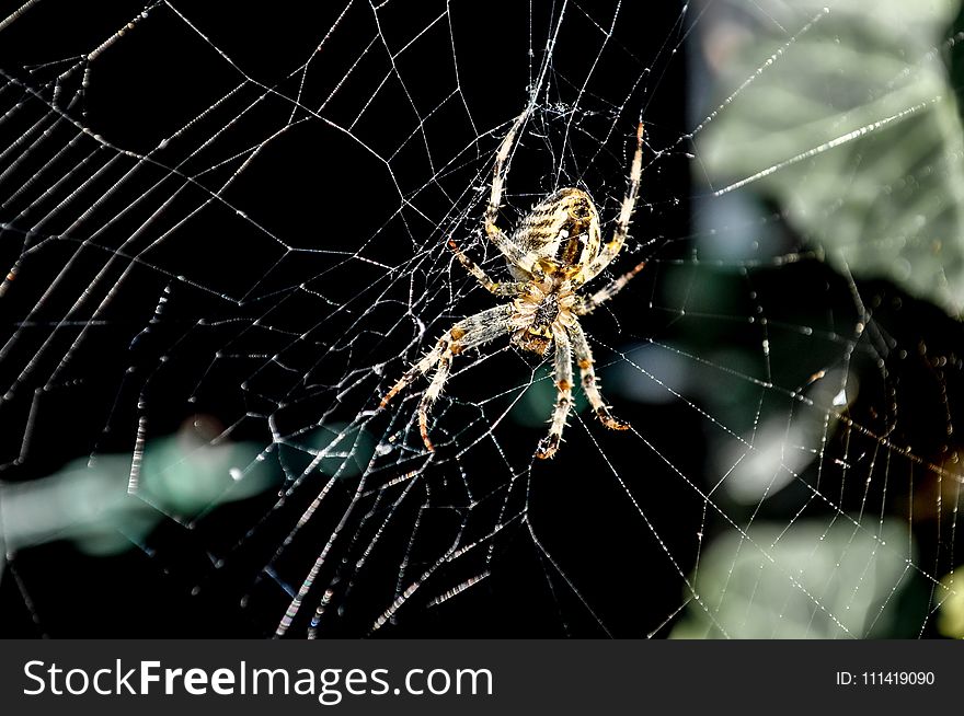 Spider Web, Spider, Arachnid, Invertebrate