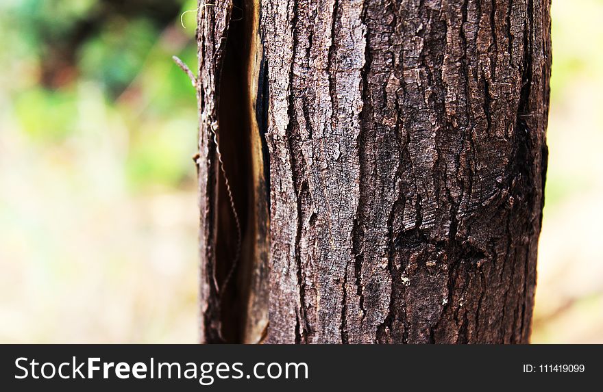 Tree, Trunk, Wood, Branch