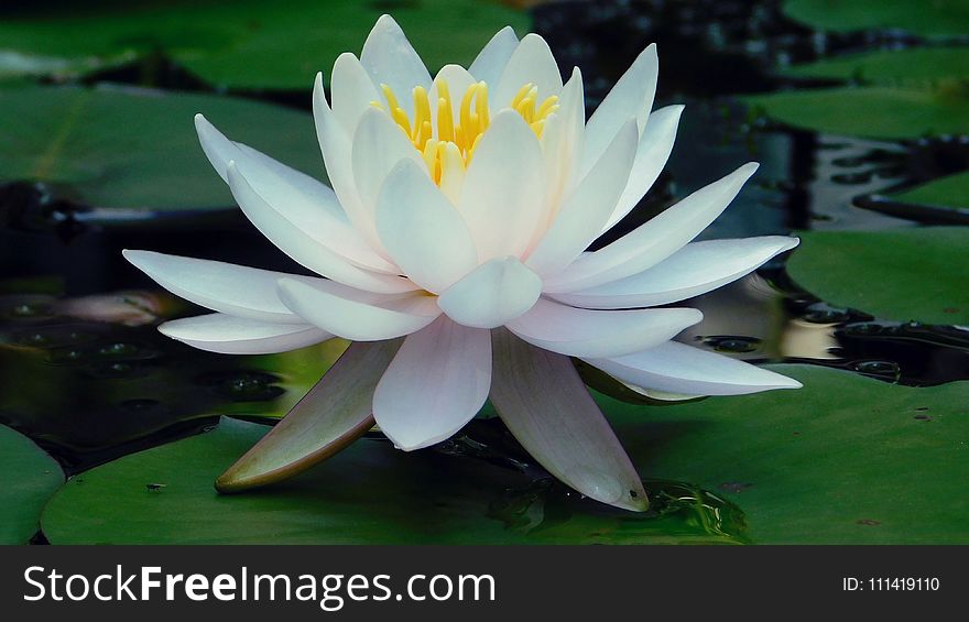 Flower, Plant, Sacred Lotus, Lotus